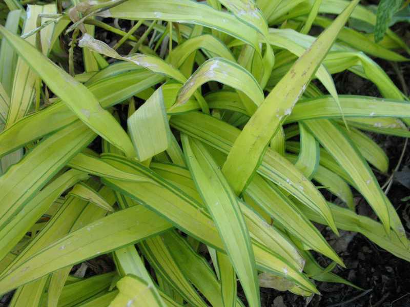 Sedge (Carex siderosticha 'Banana Boat') 1 sedge (Carex siderosticha 'Banana Boat')