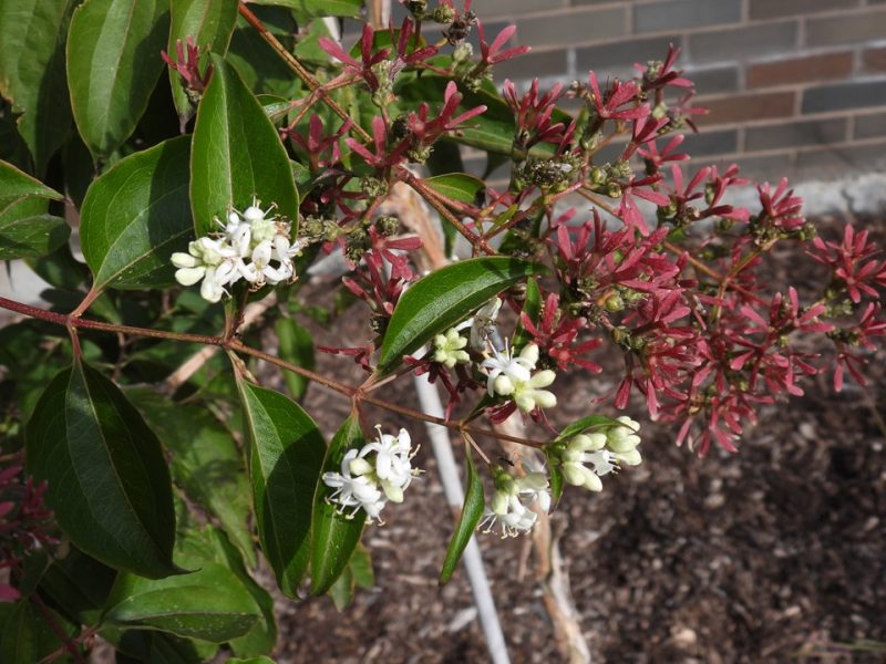 seven-son flower (Heptacodium miconioides 'SMNHMRF' TEMPLE OF BLOOM)