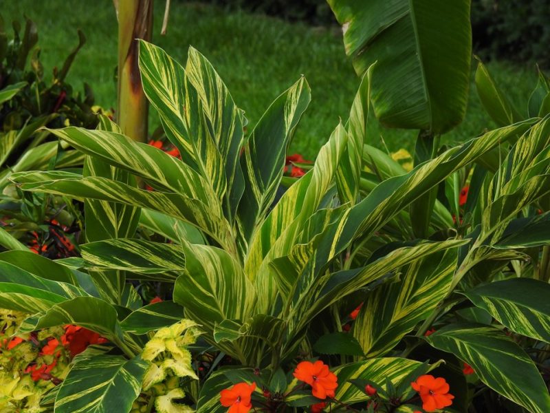 shell ginger (Alpinia zerumbet 'Variegata')
