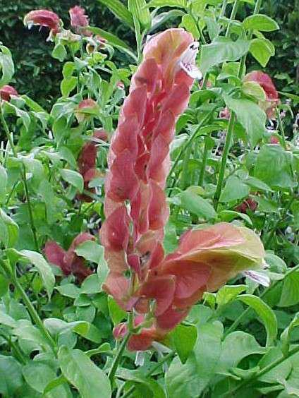 Shrimp plant (Justicia brandegeeana) 1 shrimp plant (Justicia brandegeeana)
