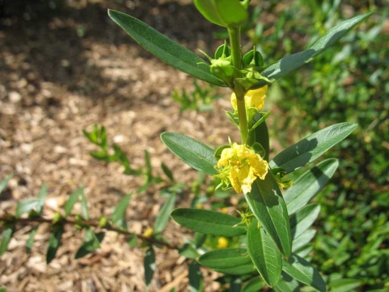 shrubby yellowcrest (Heimia salicifolia)