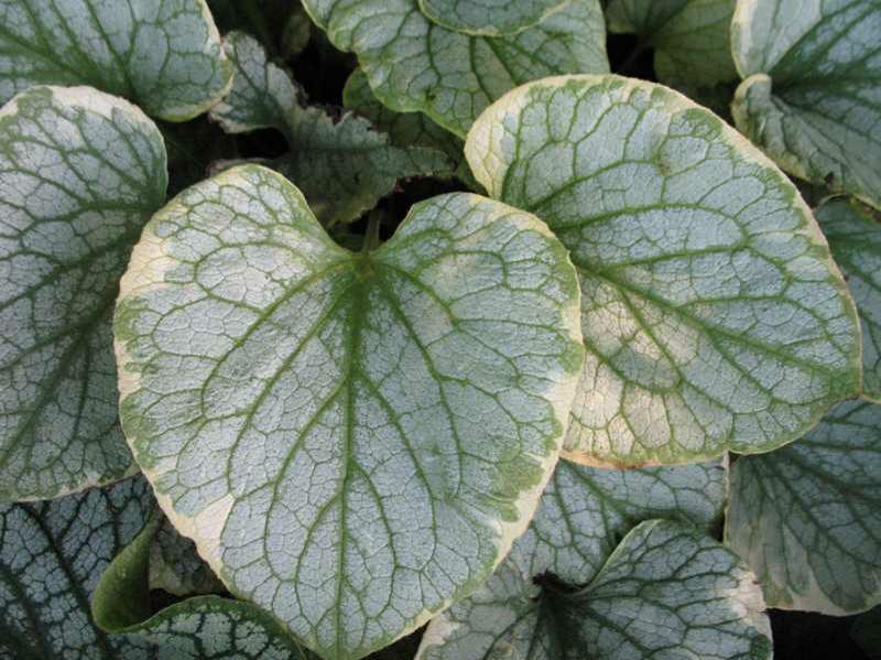 Siberian Bugloss (Brunnera Macrophylla 'King's Ransom') 1 Siberian bugloss (Brunnera macrophylla 'King's Ransom')