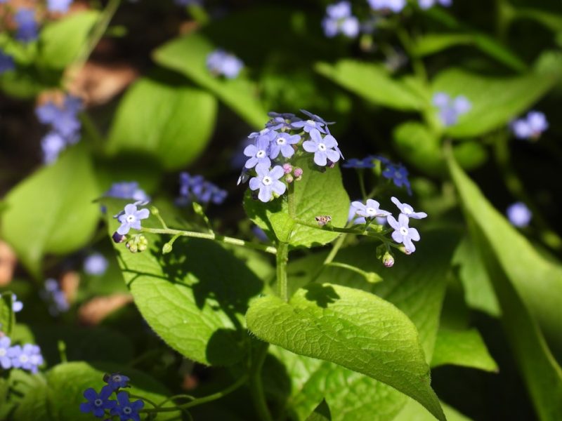 Siberian bugloss (Brunnera macrophylla 'Sea Heart')