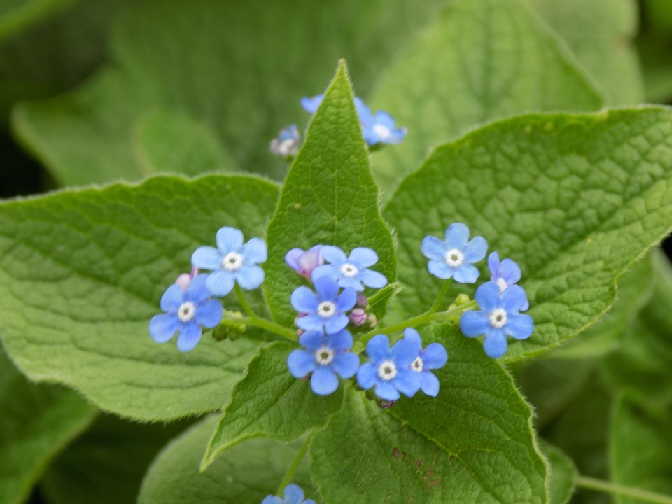 Siberian Bugloss (Brunnera Macrophylla) 1 Siberian bugloss (Brunnera macrophylla)