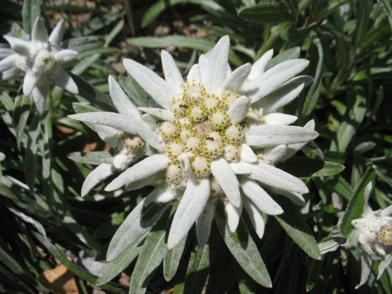 Siberian edelweiss (Leontopodium palibinianum)