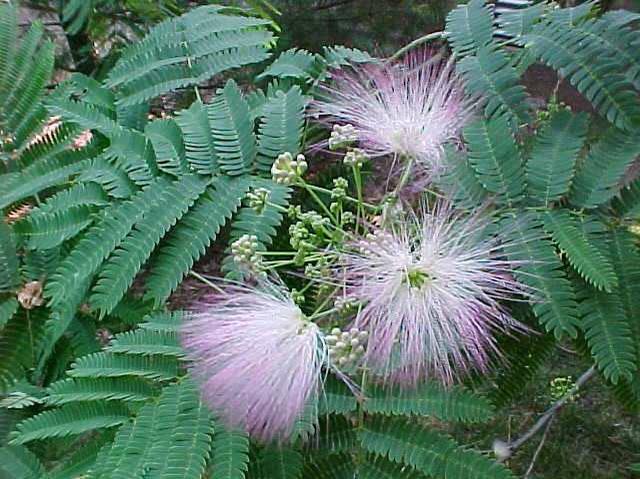 Silk Tree (Albizia julibrissin) 1 silk tree (Albizia julibrissin)