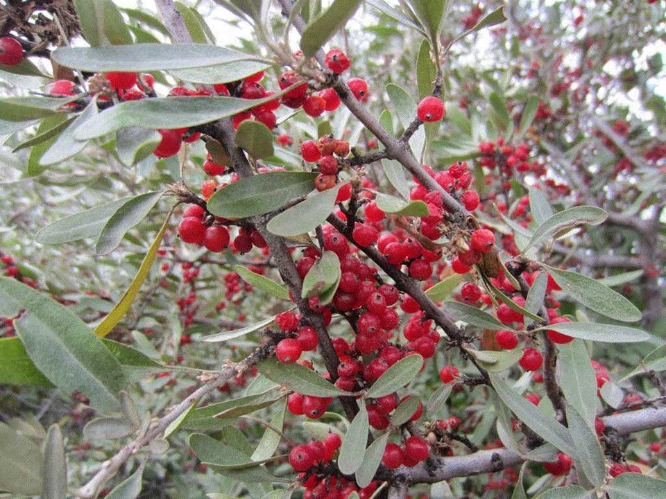 Silver buffaloberry (Shepherdia argentea) 1 silver buffaloberry (Shepherdia argentea)