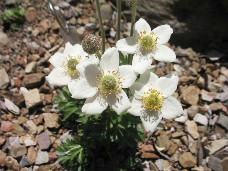 small-flowered anemone (Anemone parviflora)
