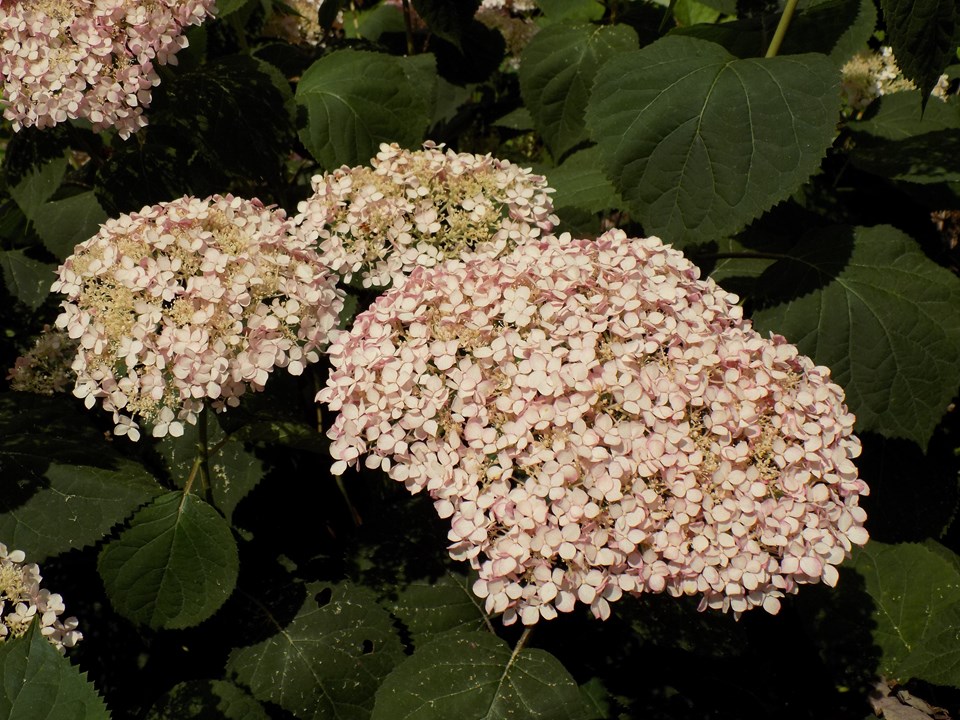 Smooth hydrangea (Hydrangea arborescens 'NCHA2' INVINCIBELLE SPIRIT II) 1 smooth hydrangea (Hydrangea arborescens 'NCHA2' INVINCIBELLE SPIRIT II)