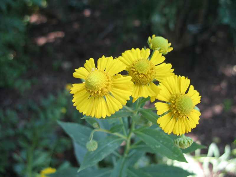 Sneezeweed (Helenium 'Zimbelstern') 1 sneezeweed (Helenium 'Zimbelstern')