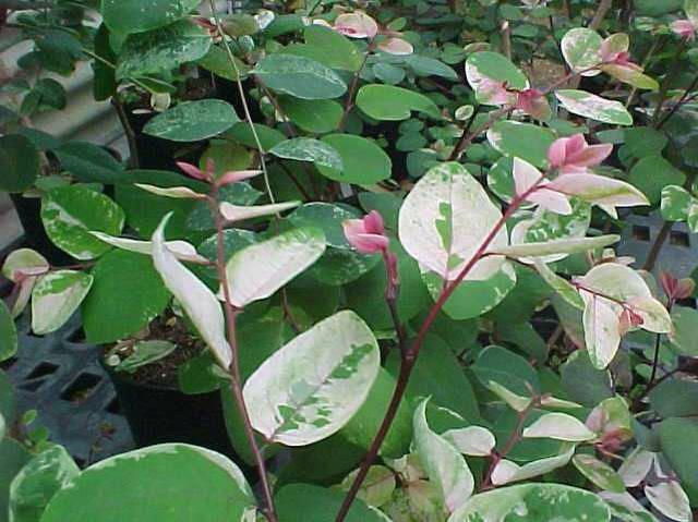 Snowbush (Breynia disticha) 1 snowbush (Breynia disticha)