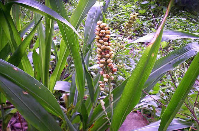 Sorghum (Sorghum Bicolor) 1 sorghum (Sorghum bicolor)