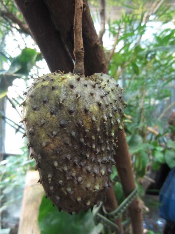 Soursop (Annona muricata) 1 soursop (Annona muricata)