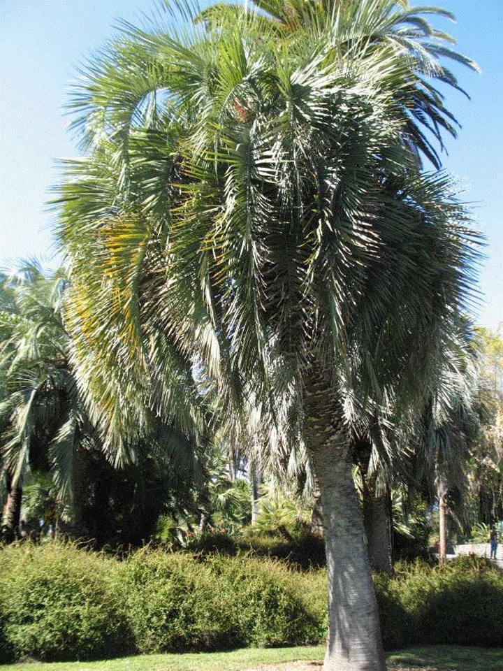 South American Jelly palm (Butia capitata) 1 South American jelly palm (Butia capitata)