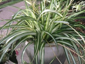 spider plant (Chlorophytum comosum 'Vittatum')