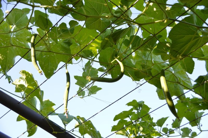sponge gourd (Luffa aegyptiaca)