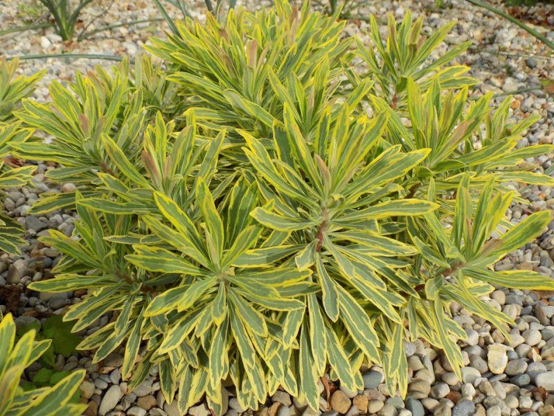 spurge (Euphorbia × martinii 'Ascot Rainbow')