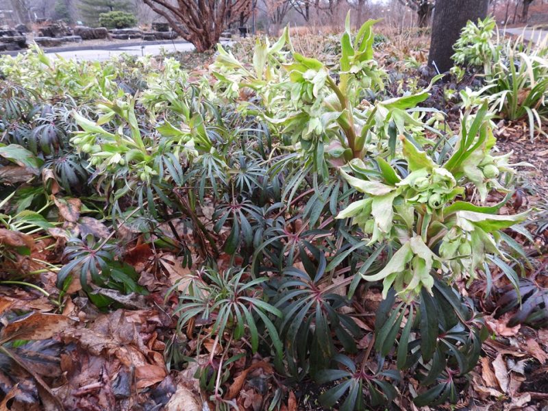 stinking hellebore (Helleborus foetidus 'Piccadilly')