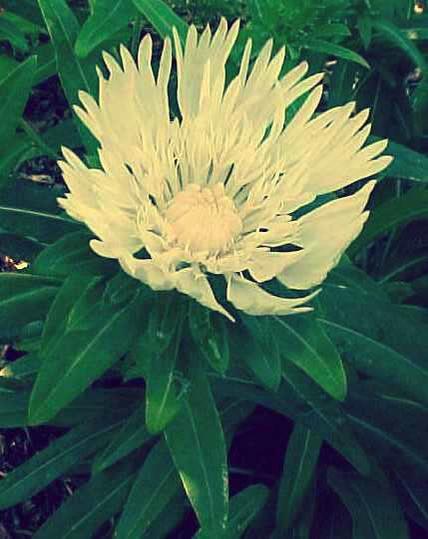 Stokes' Aster (Stokesia Laevis 'Mary Gregory') 1 Stokes' aster (Stokesia laevis 'Mary Gregory')