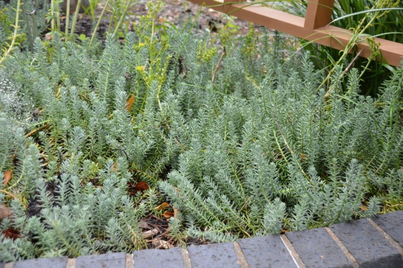 stonecrop (Sedum 'Blue Spruce')