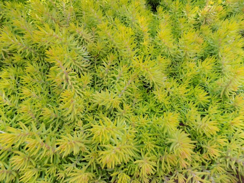 stonecrop (Sedum rupestre 'Angelina')