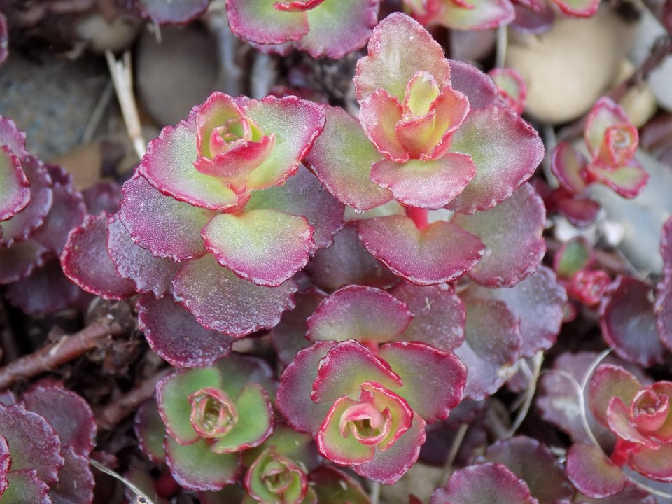 Stonecrop (Sedum spurium 'Voodoo') 1 stonecrop (Sedum spurium 'Voodoo')