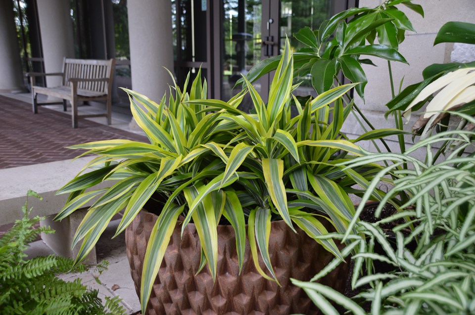Striped dracaena (Dracaena fragrans (Deremensis Group) 'Lemon Lime') 1 striped dracaena (Dracaena fragrans (Deremensis Group) 'Lemon Lime')