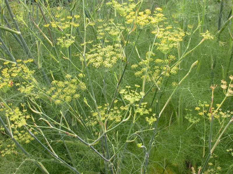 Sweet Fennel (Foeniculum vulgare) 1 sweet fennel (Foeniculum vulgare)