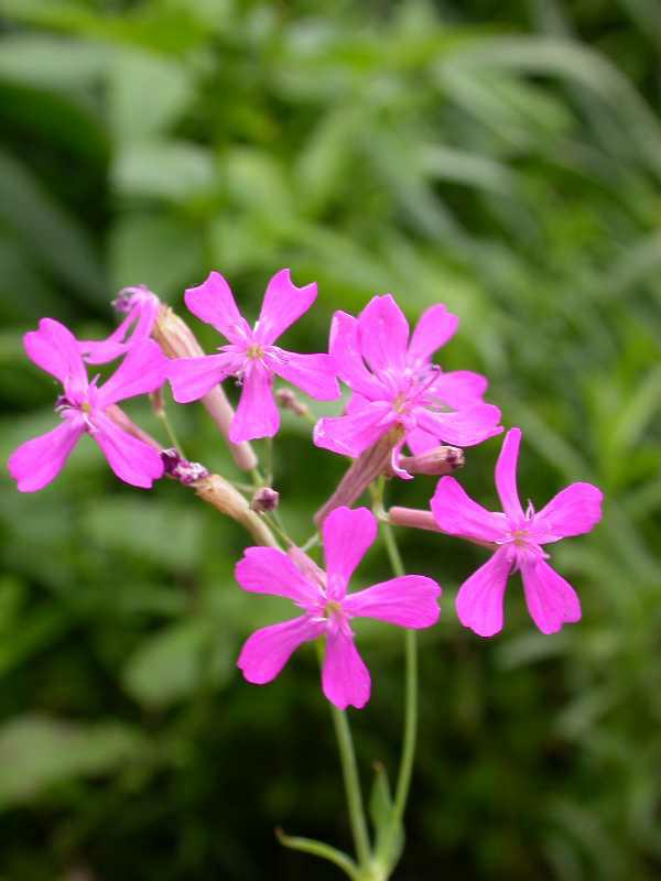 Sweet William silene (Silene armeria) 1 sweet William silene (Silene armeria)
