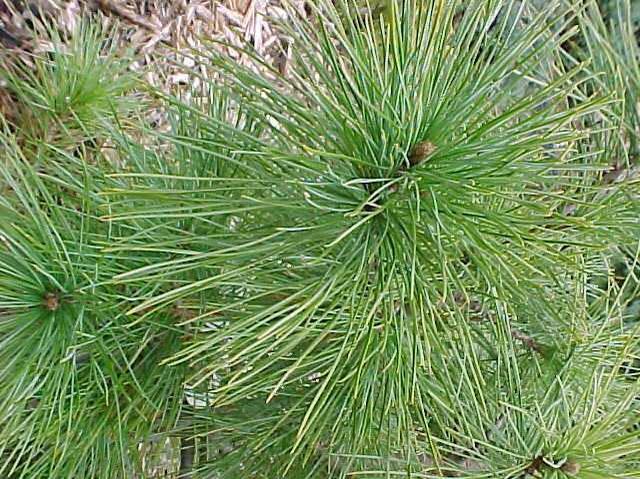 Swiss stone pine (Pinus cembra) 1 Swiss stone pine (Pinus cembra)