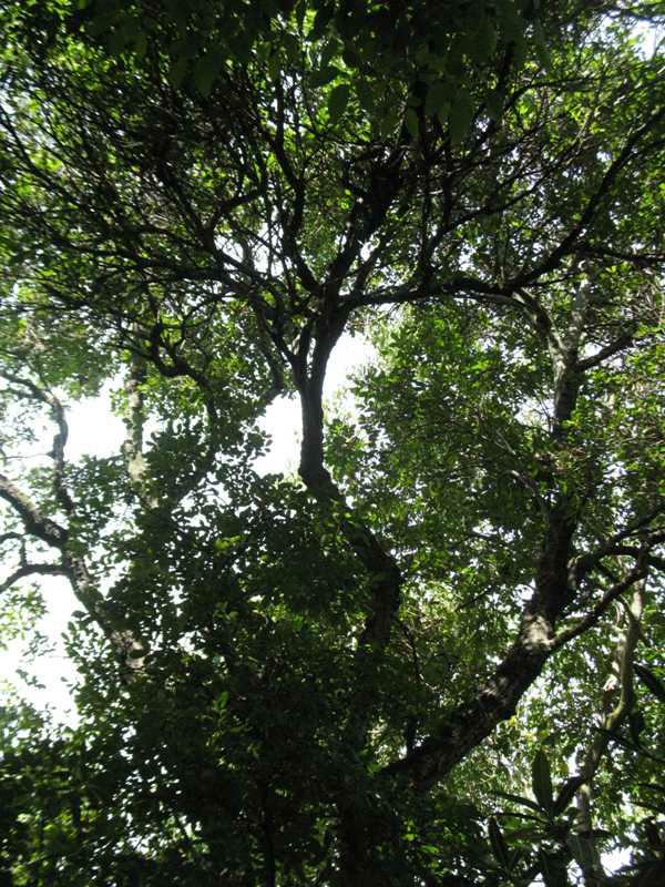 Tabebuia (Tabebuia rosea) 1 tabebuia (Tabebuia rosea)