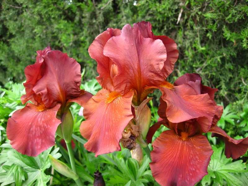Tall Bearded Iris (Iris 'Dutch Chocolate') 1 tall bearded iris (Iris 'Dutch Chocolate')