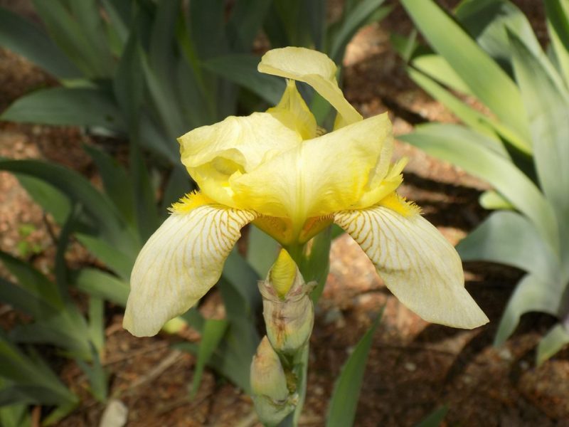 tall bearded iris (Iris 'Flavescens')