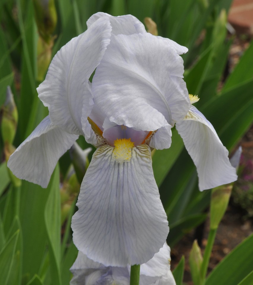 Tall bearded iris (Iris 'Florentina') 1 tall bearded iris (Iris 'Florentina')