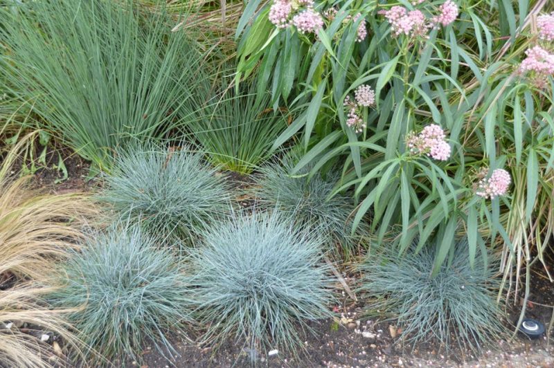 tall fescue (Festuca 'Cool as Ice')