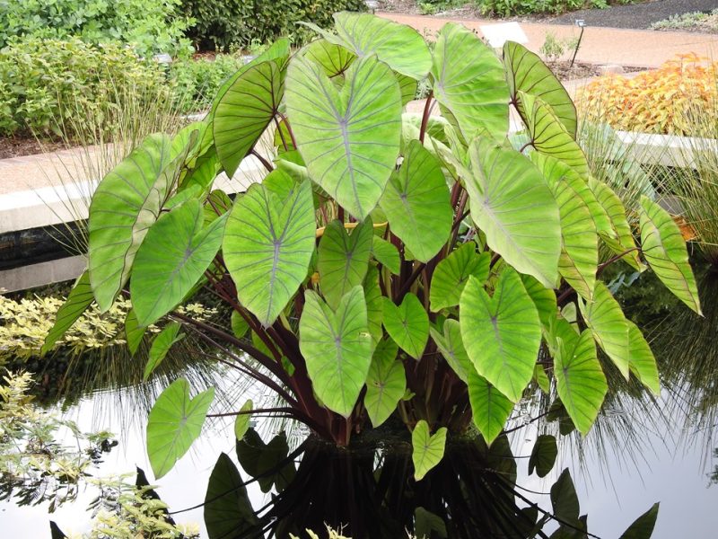 taro (Colocasia esculenta 'Blue Hawaii')