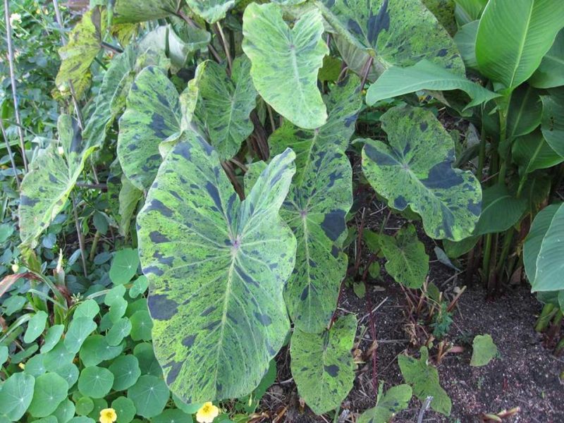 taro (Colocasia esculenta 'Mojito')