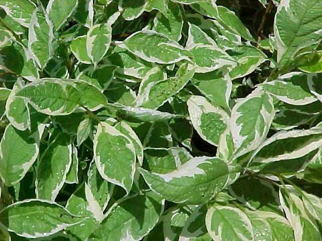Tatarian dogwood (Cornus alba 'Bailhalo' IVORY HALO) 1 tatarian dogwood (Cornus alba 'Bailhalo' IVORY HALO)