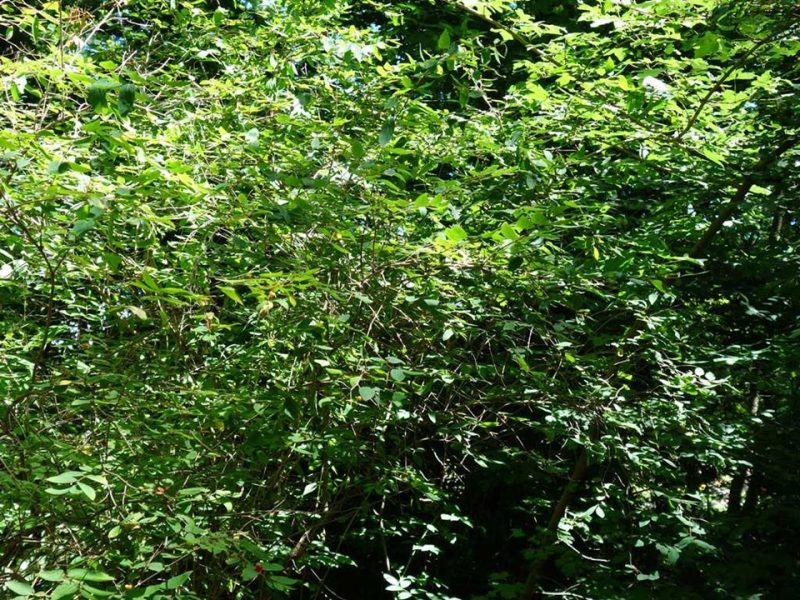 tatarian honeysuckle (Lonicera tatarica)