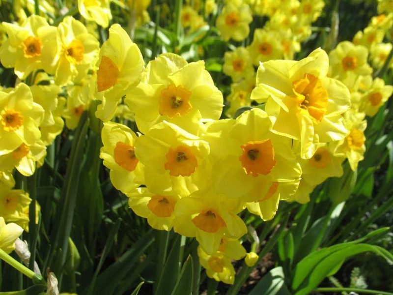 tazetta daffodil (Narcissus 'Golden Dawn')