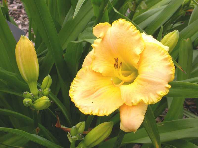 Tetraploid daylily (Hemerocallis 'Baby Lamb') 1 tetraploid daylily (Hemerocallis 'Baby Lamb')