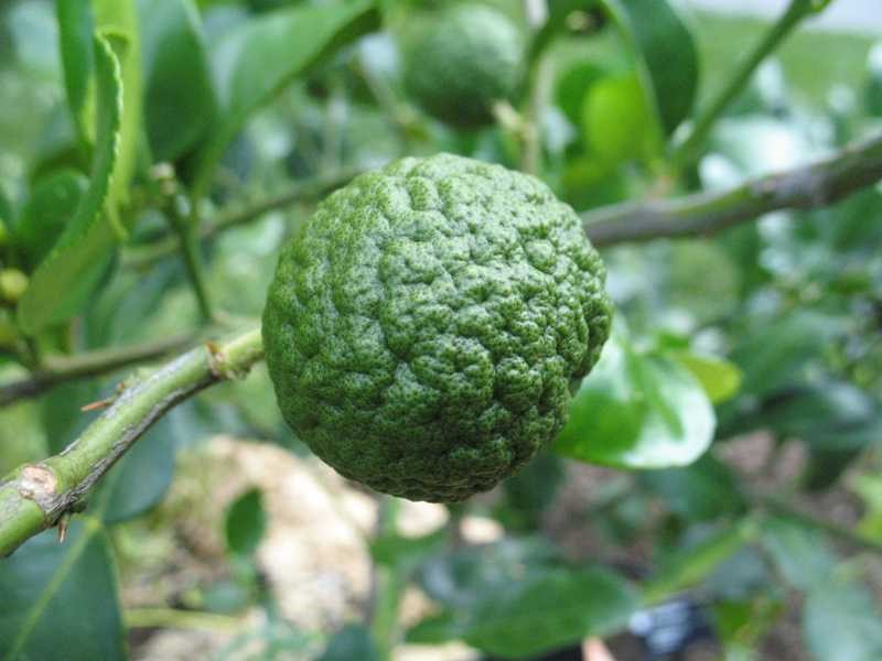 Thai lime (Citrus hystrix) 1 Thai lime (Citrus hystrix)