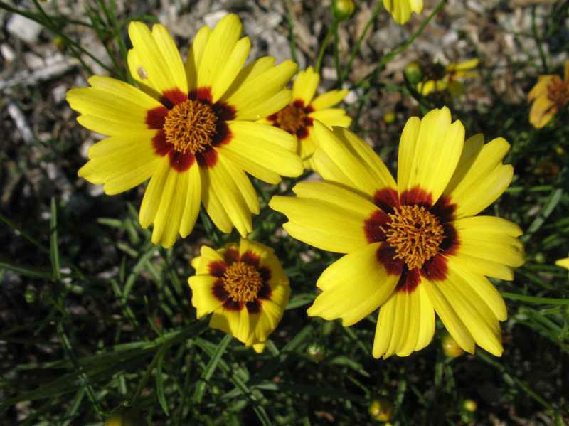 Tickseed (Coreopsis 'Gold Nugget') 1 tickseed (Coreopsis 'Gold Nugget')