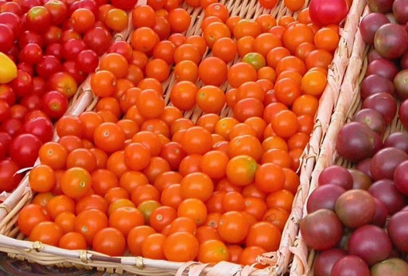 tomato (Lycopersicon esculentum 'Sungold')