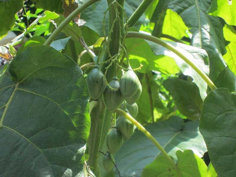 Tree tomato (Cyphomandra betacea) 1 tree tomato (Cyphomandra betacea)