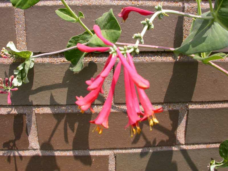 Trumpet honeysuckle (Lonicera sempervirens 'Blanche Sandman') 1 trumpet honeysuckle (Lonicera sempervirens 'Blanche Sandman')