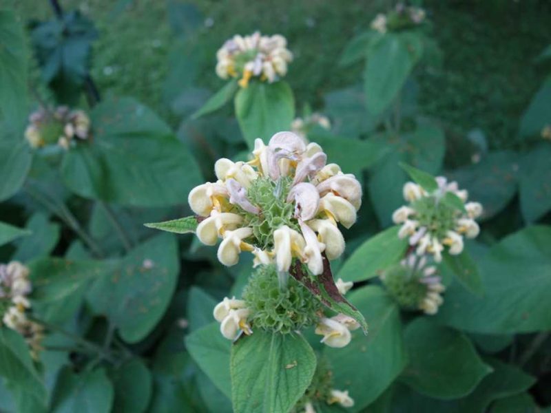 turkish sage (Phlomis russeliana)