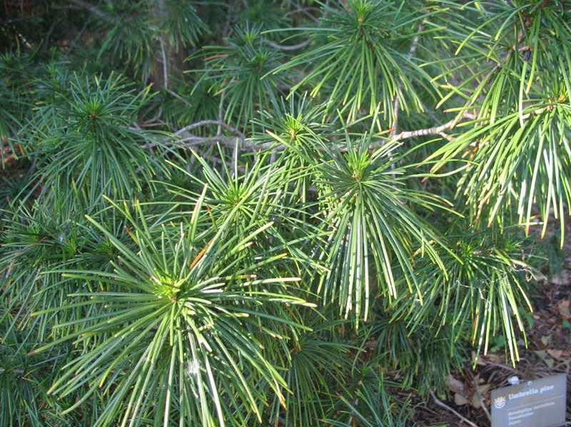Umbrella Pine (Sciadopitys Verticillata) 1 umbrella pine (Sciadopitys verticillata)