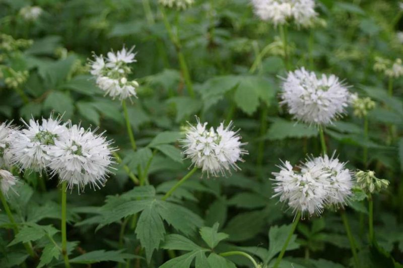 Virginia waterleaf (Hydrophyllum virginianum)