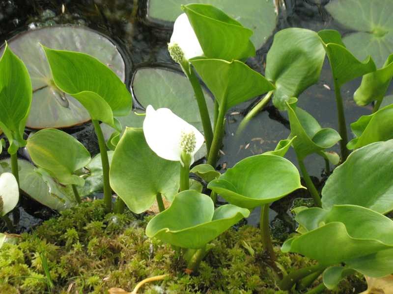 Water Arum (Calla Palustris) 1 water arum (Calla palustris)